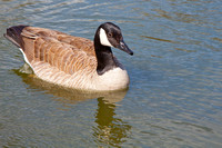 St. Vital Park Duck Pond