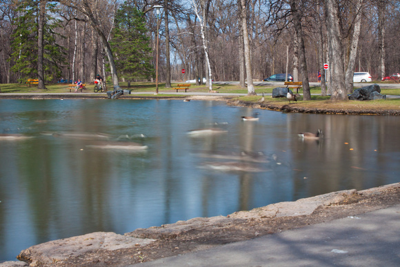 St Vital Duck Pond 2012-7